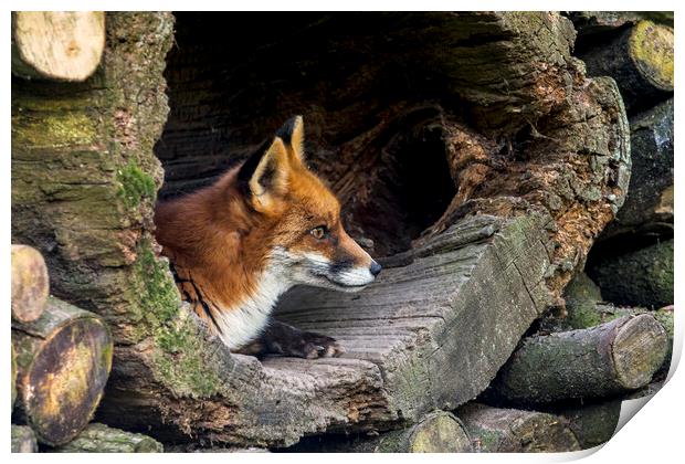 Red Fox in Hollow Tree Print by Arterra 