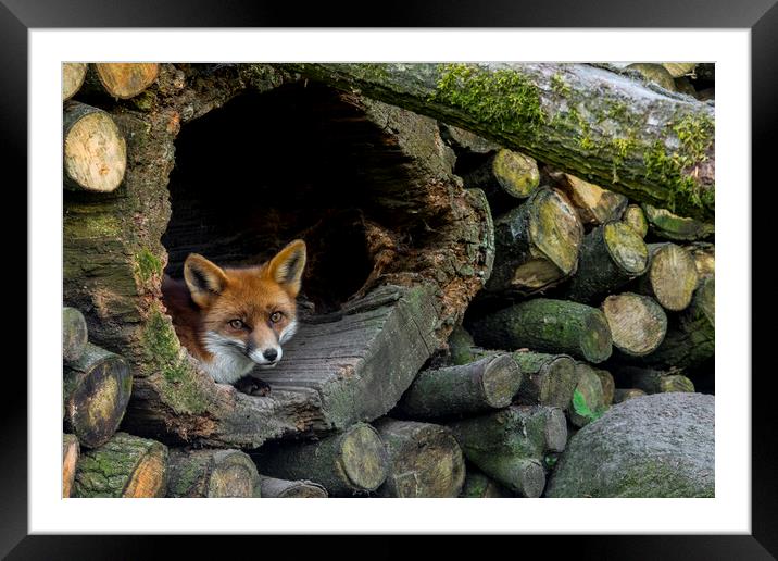 Red Fox Hiding in Woodpile Framed Mounted Print by Arterra 
