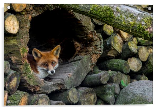 Red Fox Hiding in Woodpile Acrylic by Arterra 