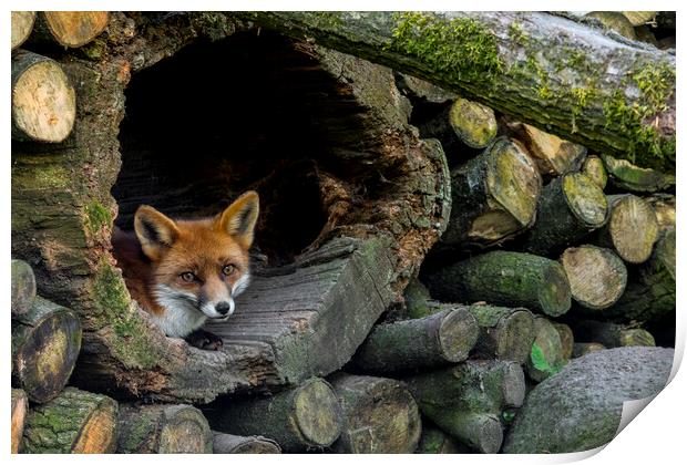 Red Fox Hiding in Woodpile Print by Arterra 