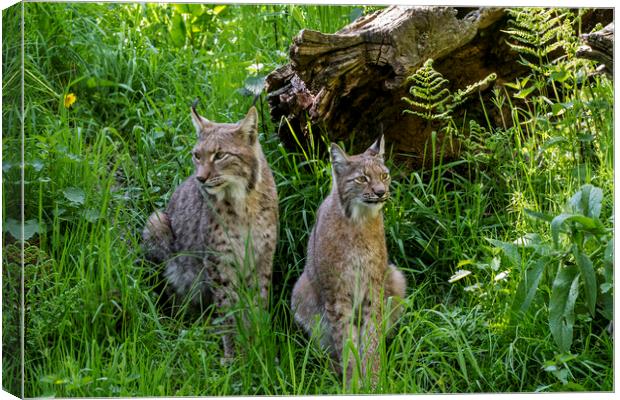 Lynx Couple in Meadow Canvas Print by Arterra 