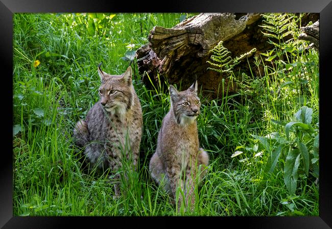Lynx Couple in Meadow Framed Print by Arterra 