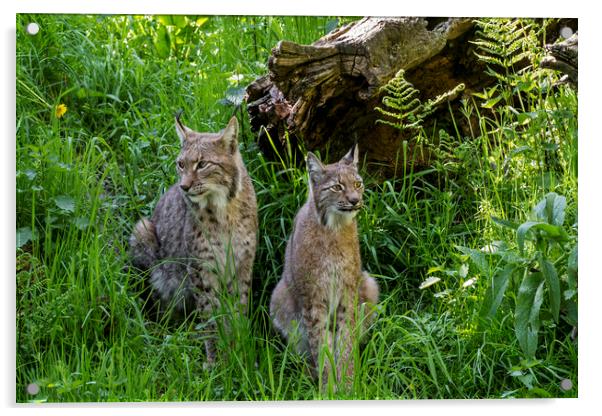 Lynx Couple in Meadow Acrylic by Arterra 