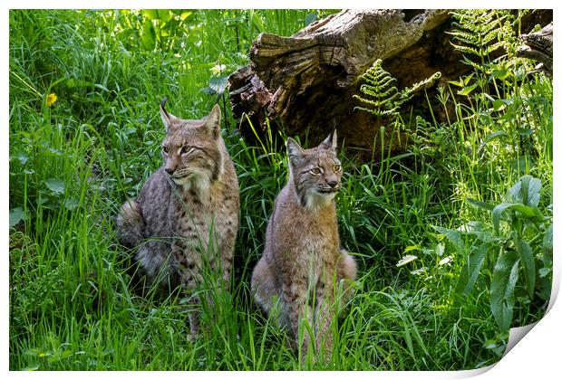 Lynx Couple in Meadow Print by Arterra 