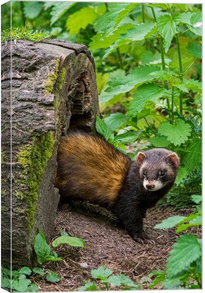 Polecat Emerging from Nest in Tree Trunk Canvas Print by Arterra 