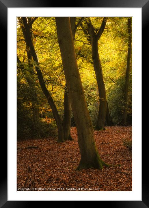 Stunning Autumn Fall colorful vibrant woodland landscape Framed Mounted Print by Matthew Gibson