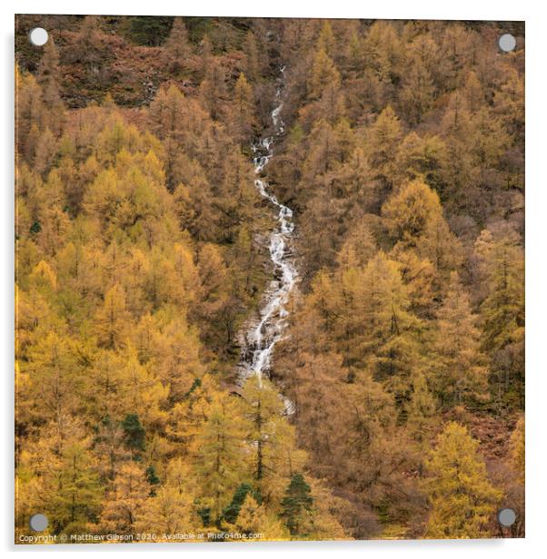 Stunning vibrant golden Autumn Fall landscape of larch tree forest with river and waterfall flowing through from top to bottom of image Acrylic by Matthew Gibson