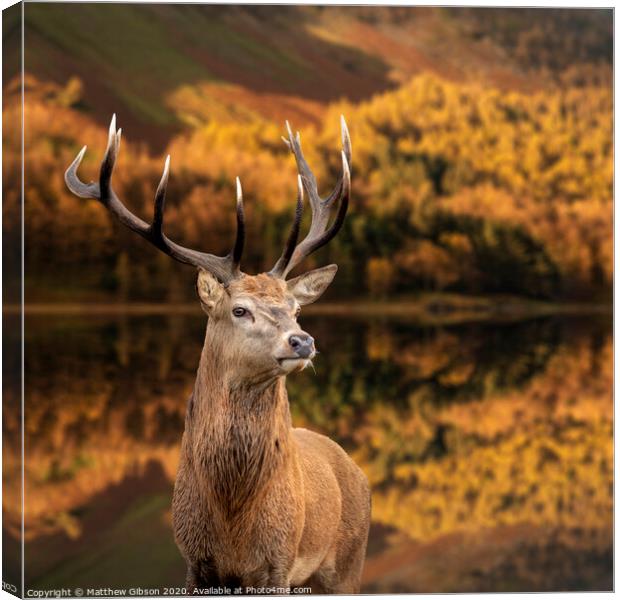 Majestic Autumn Fall landscape of red deer stag Cervus Elaphus in foreground of vibrant forest and lake in background Canvas Print by Matthew Gibson
