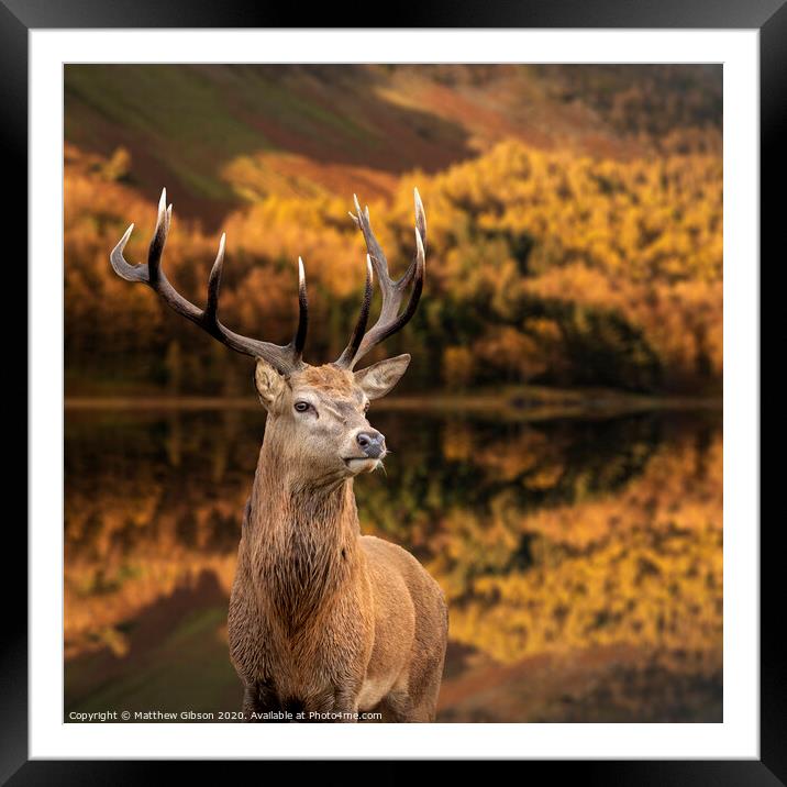 Majestic Autumn Fall landscape of red deer stag Cervus Elaphus in foreground of vibrant forest and lake in background Framed Mounted Print by Matthew Gibson