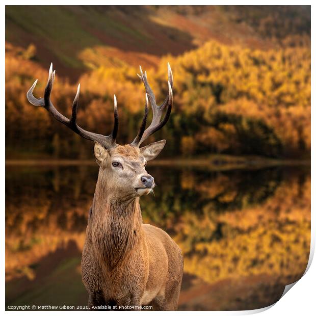 Majestic Autumn Fall landscape of red deer stag Cervus Elaphus in foreground of vibrant forest and lake in background Print by Matthew Gibson