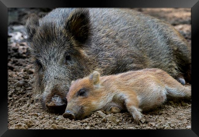 Wild Boar with Piglet Framed Print by Arterra 