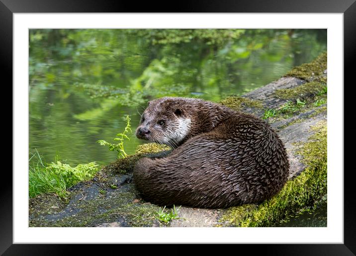 European River Otter Framed Mounted Print by Arterra 