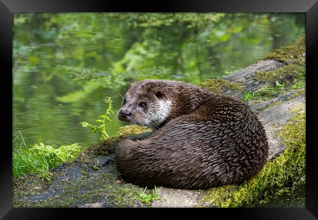 European River Otter Framed Print by Arterra 