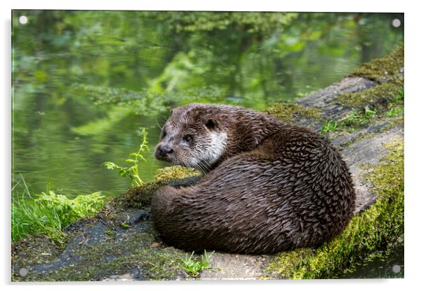 European River Otter Acrylic by Arterra 