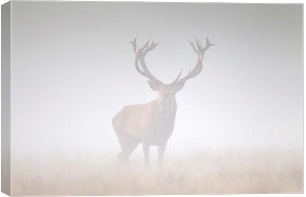 Red Deer Stag in the Mist Canvas Print by Arterra 