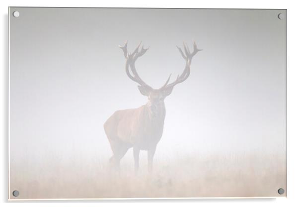 Red Deer Stag in the Mist Acrylic by Arterra 