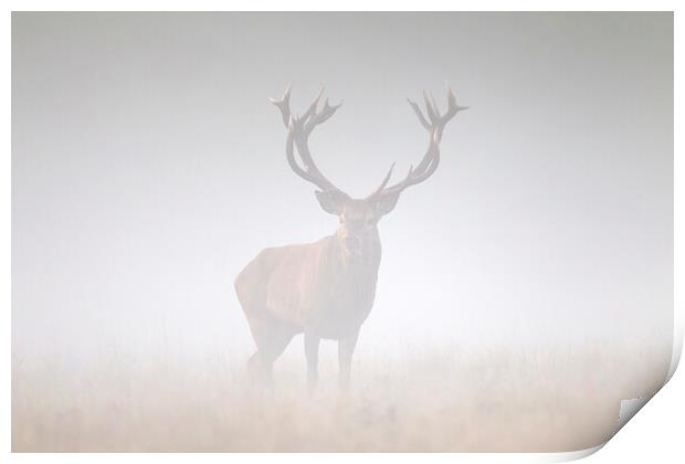 Red Deer Stag in the Mist Print by Arterra 