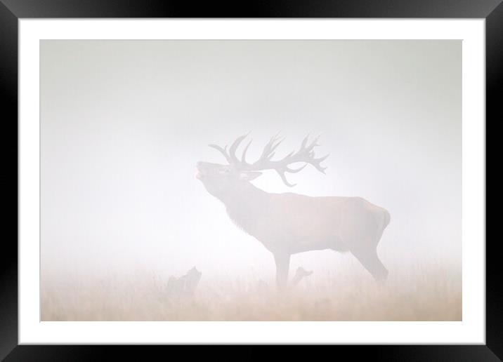 Red Deer Stag Roaring in Thick Fog Framed Mounted Print by Arterra 