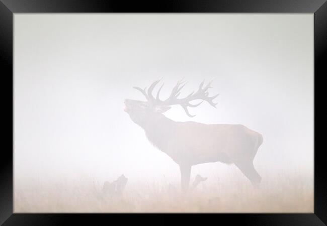 Red Deer Stag Roaring in Thick Fog Framed Print by Arterra 