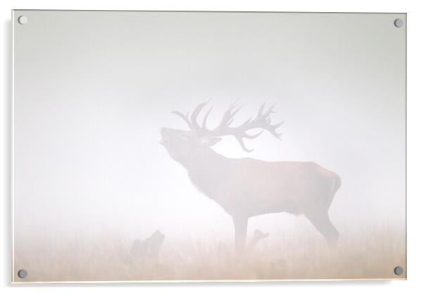 Red Deer Stag Roaring in Thick Fog Acrylic by Arterra 