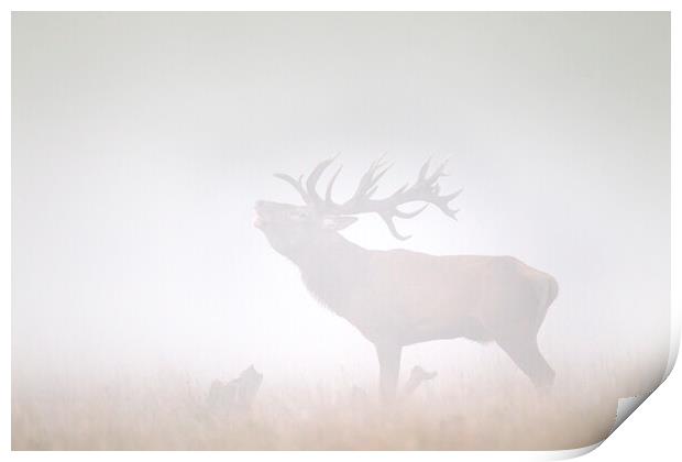 Red Deer Stag Roaring in Thick Fog Print by Arterra 