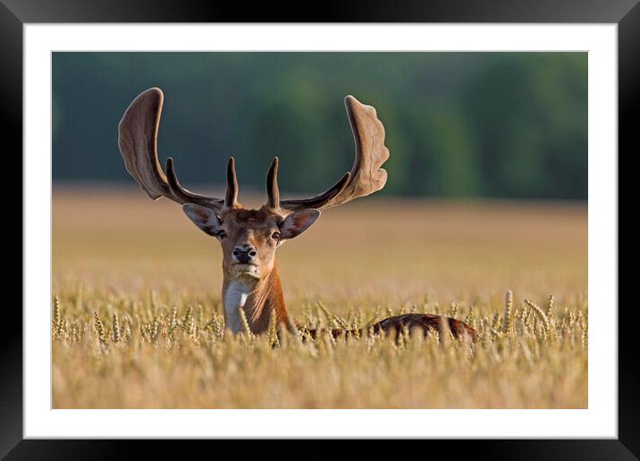 Fallow Deer Buck in Cornfield Framed Mounted Print by Arterra 