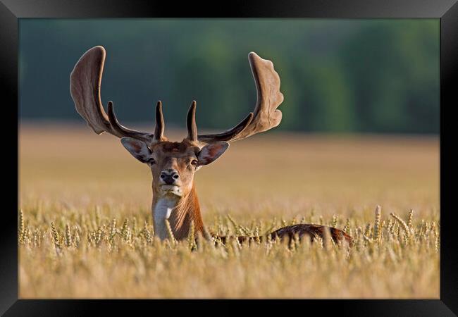 Fallow Deer Buck in Cornfield Framed Print by Arterra 