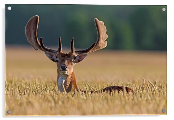 Fallow Deer Buck in Cornfield Acrylic by Arterra 