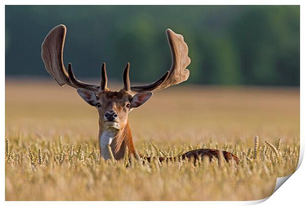 Fallow Deer Buck in Cornfield Print by Arterra 