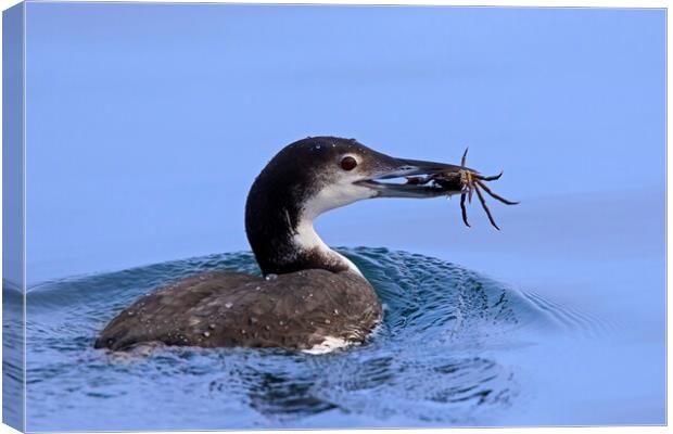 Common Loon with Crab Canvas Print by Arterra 