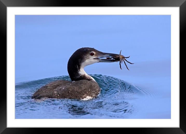 Common Loon with Crab Framed Mounted Print by Arterra 