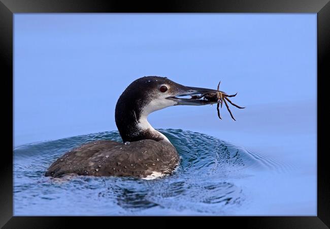 Common Loon with Crab Framed Print by Arterra 