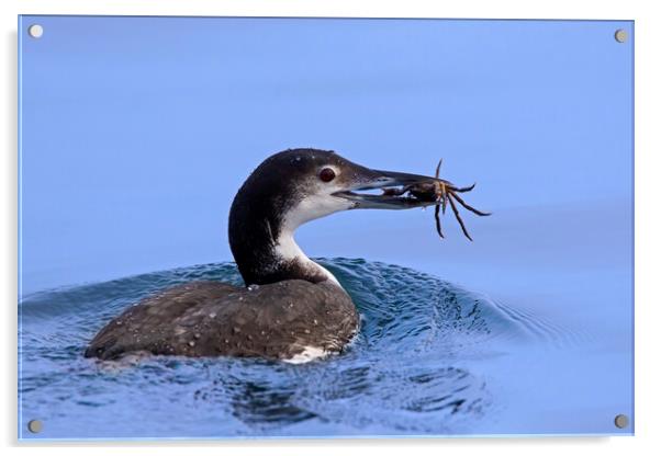Common Loon with Crab Acrylic by Arterra 