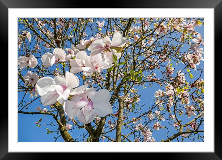 Magnolia Flowers in Spring Framed Mounted Print by Arterra 