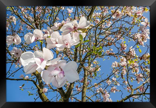 Magnolia Flowers in Spring Framed Print by Arterra 