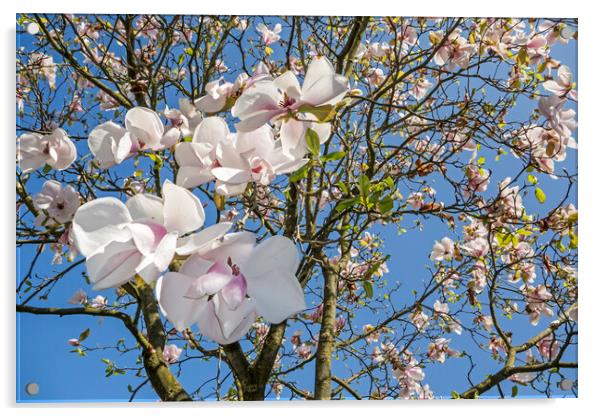 Magnolia Flowers in Spring Acrylic by Arterra 