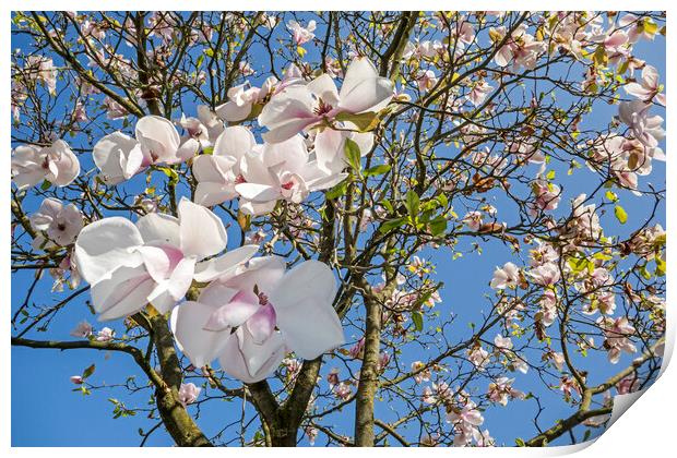Magnolia Flowers in Spring Print by Arterra 