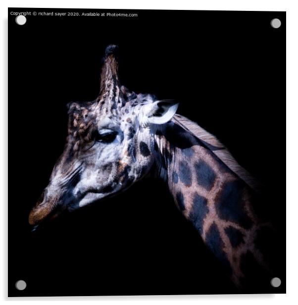Majestic Northern Giraffe Acrylic by richard sayer