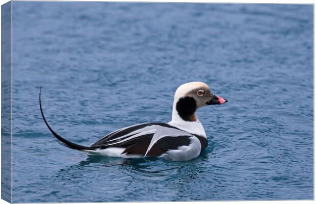 Long-Tailed Duck at Sea Canvas Print by Arterra 