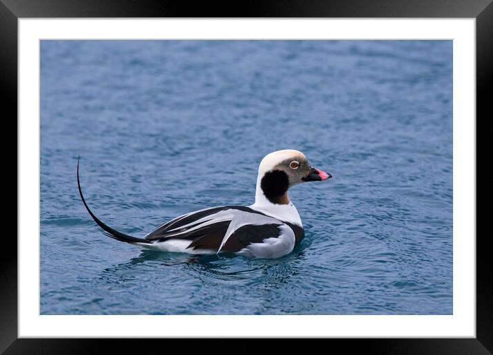 Long-Tailed Duck at Sea Framed Mounted Print by Arterra 