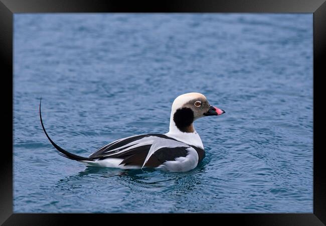 Long-Tailed Duck at Sea Framed Print by Arterra 