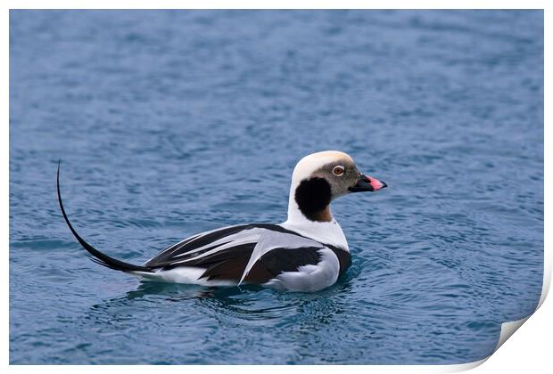 Long-Tailed Duck at Sea Print by Arterra 