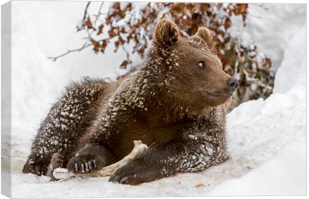 Brown Bear Cub with Bone in Winter Canvas Print by Arterra 