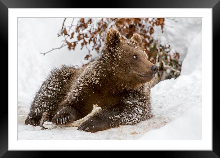 Brown Bear Cub with Bone in Winter Framed Mounted Print by Arterra 