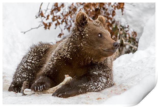 Brown Bear Cub with Bone in Winter Print by Arterra 