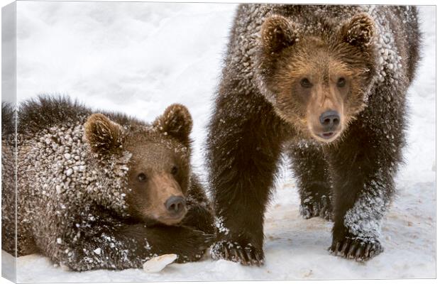 Two Brown Bear Cubs in the Snow Canvas Print by Arterra 