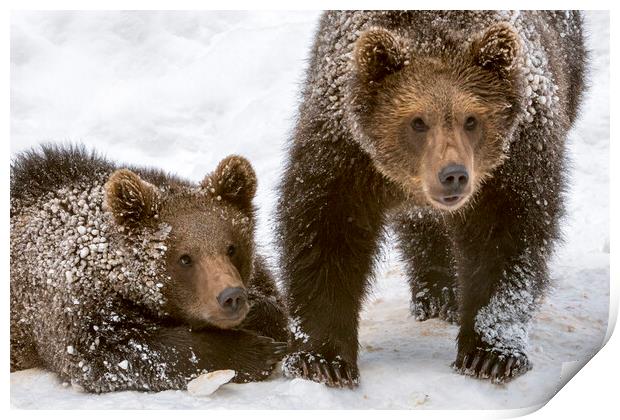 Two Brown Bear Cubs in the Snow Print by Arterra 