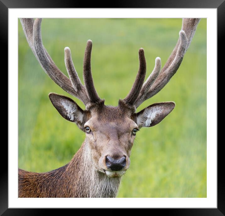 Staring Stag Framed Mounted Print by Stephen Ward