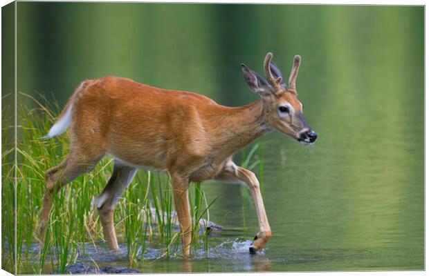 White-Tailed Deer Crossing Lake Canvas Print by Arterra 