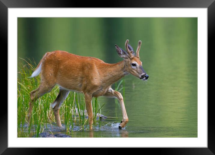 White-Tailed Deer Crossing Lake Framed Mounted Print by Arterra 